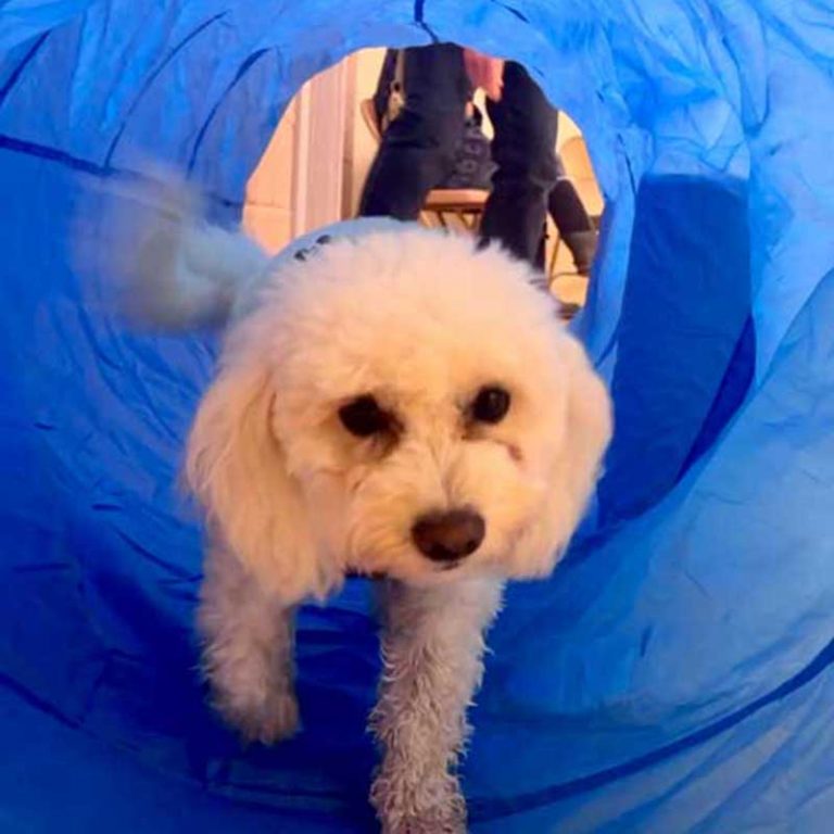 2024-FallWellManneredWoofs12